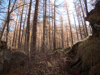 In the autumn forest by the Pellaud lakes in the municipality of Rhêmes-Notre-Dame, in the Aosta Valley, Italy.