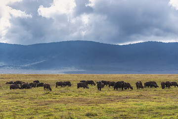 Obraz premium Buffalos in Ngorongoro Crater. Safari in Tanzania, Africa 