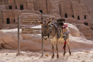 Donkey with decorative saddle is standing by information boards about trail in Petra, Jordan. Petra...