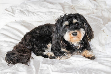 Small dog on bed.  Black Havanese with white eyebrows