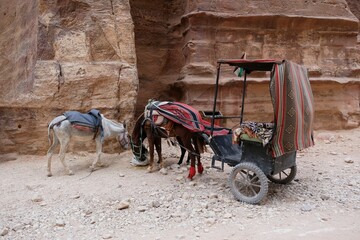 Cart with horse and donkey are standing by rock wall next to Treasury in Petra, Jordan. Petra is...
