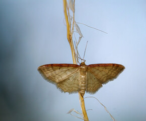 Ein Braunrandiger Zwergspanner, Ideaea humilata auf einem Grashalm.