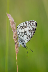 Ein Schachbrettfalter auf einer Graspflanze auf einer Wiese.
