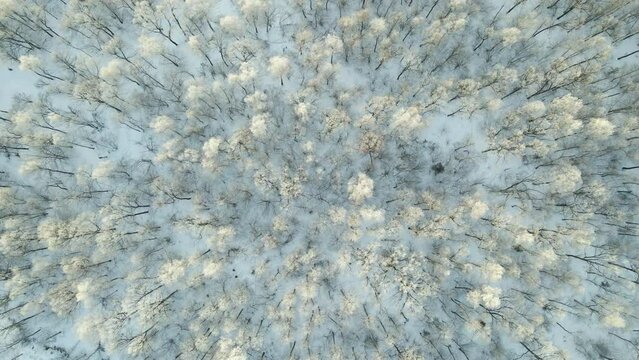 Aerial view of snow covered white forest with frozen trees in cold winter. Dense wild woodland in wintertime