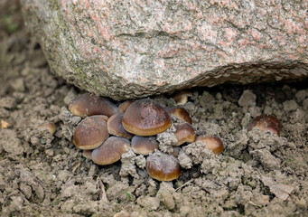 Eine Gruppe von Pilzen mit braunen Hüten unter einen Stein.
