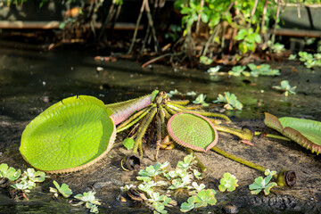 Die Bl&auml;tter der Riesenseerose (Victoria cruziana) in einem gerade abgelassenen Becken.
