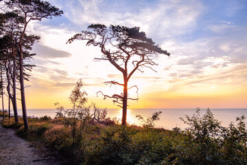Plakat Scenic beach sunset with dark silhouette of pine tree. Orange light above the sea horizon. Coast wood landscape. Baltic sea nature by summer evening.