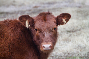 Red Angus Beef calf portrait