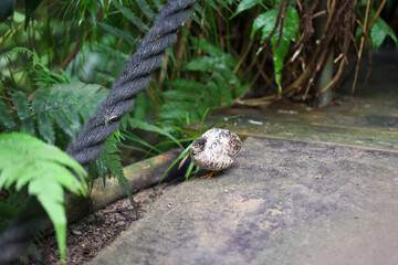 Nahaufnahme, Portrait einer Zwergwachtel, eine Art der Fasanenartigen (Phasianidae).