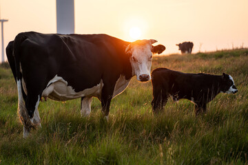 Cow and adorable black and white calf, pasture at sunset background. Wales, UK.