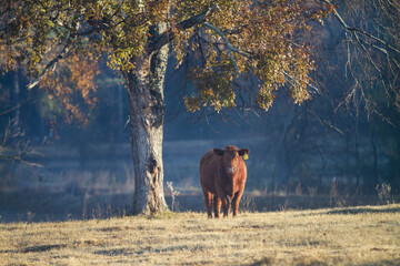 Red Angus beef calf n the pasture in autumn