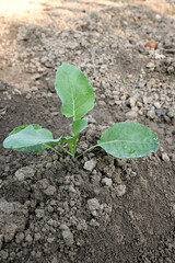 closeup the ripe green cauliflower plant with soil heap growing in the farm soft focus natural green brown background.