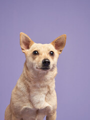 portrait of a beautiful little dog on lilac background. Mix of breeds. Sweet Pet in the studio