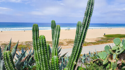 Cactus with beach in background