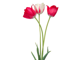 Red white tulip isolated on white