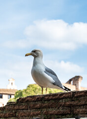 a seagull sits on the ruins of ancient red brick walls outdoors
