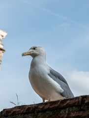 a seagull sits on the ruins of ancient red brick walls outdoors