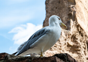 a seagull sits on the ruins of ancient red brick walls outdoors