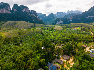 Fototapeta na wymiar Aerial drone view of Khao Sok national park, Thailand. Jungle, palms and tropical forest. Mountains in background.