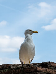 a seagull sits on the ruins of ancient red brick walls outdoors
