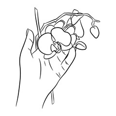 Flowering orchid in hand. Contour drawing, line art