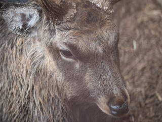close up of a deer