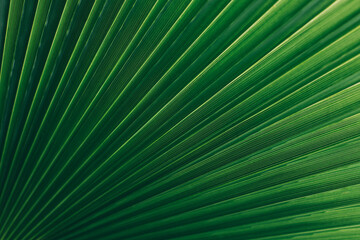 Blurred palm leaf in a sunlight. Summer background.