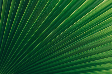 Obraz premium Blurred palm leaf in a sunlight. Summer background.