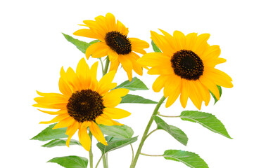 Three beautiful yellow sunflowers isolated on a transparent background