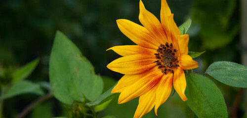 Sonnenblume