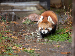 red panda in the zoo