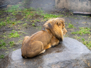 lion in the zoo