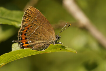Obraz premium Closeup on the small colorful black hairstreak butterfly Satyrium pruni sitting with closed wings