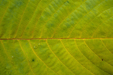 Fototapeta na wymiar Green leaf close-up. Natural background