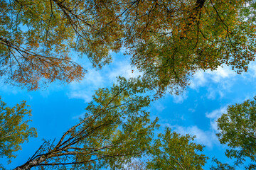 Natural background autumn trees against a blue sky background, tree crowns photographed from below