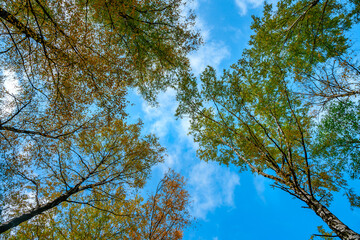 Natural background autumn trees against a blue sky background, tree crowns photographed from below