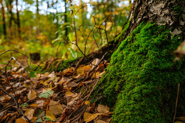Moss on a tree in the autumn forest