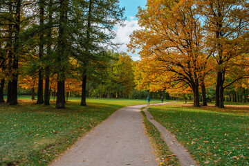Fototapeta na wymiar Colorful landscape of the autumn forest park
