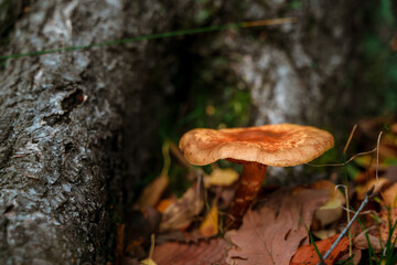 Mushrooms in the forest, Wild mushroom on the spruce stump. Autumn time in the forest.