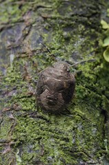 Closeup on a nymph of the Vernal Shieldbug, Peribalus strictus vernalis sitting on wood