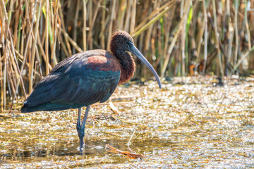 The glossy ibis, latin name Plegadis falcinellus, searching for food in the shallow lagoon.