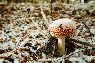 Fliegenpilz - Winter - Schnee -  Amanita Muscaria - Red Fly Agaric Mushroom