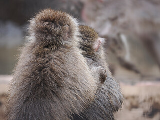 monkey
