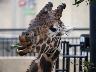 portrait of a giraffe