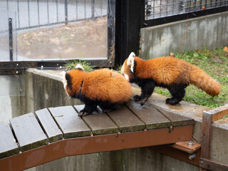 red panda