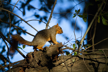 Red squirrel in a tree closeup colorful sky and branches