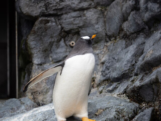 penguin on the rocks