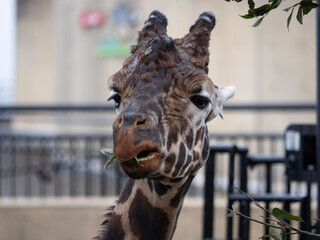 portrait of a giraffe