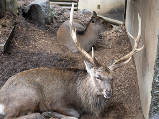 deer in the woods