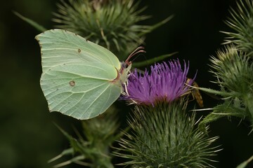 Closeup on the elegant yellow Brimstone butterfly, Gonepteryx rhamni with closed wings